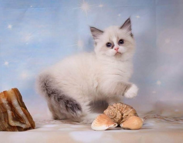 Birchpoint Siberians
