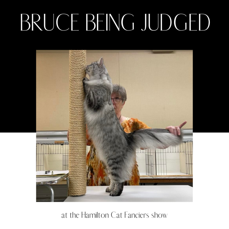 Bruce