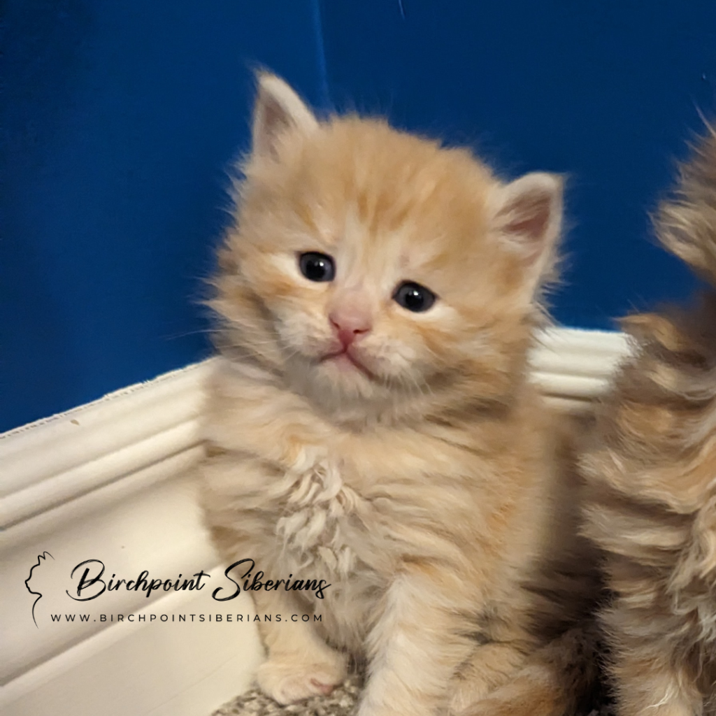 Light red tabby male