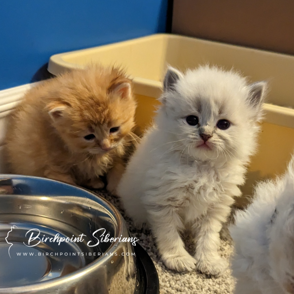 Dark red male & tortie lynx point female