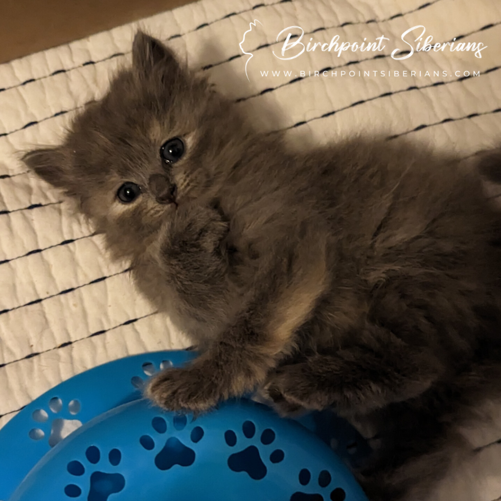 Blue/cream tortie girl