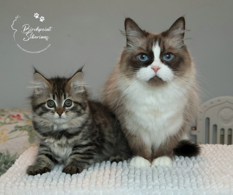 Jane & Pepper - 11 weeks