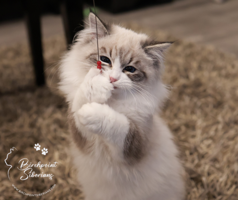 Karmel feather toy