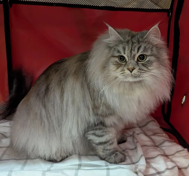 Cat Adoption Siberian: Ultimate Guide to Finding Your Perfect Pet